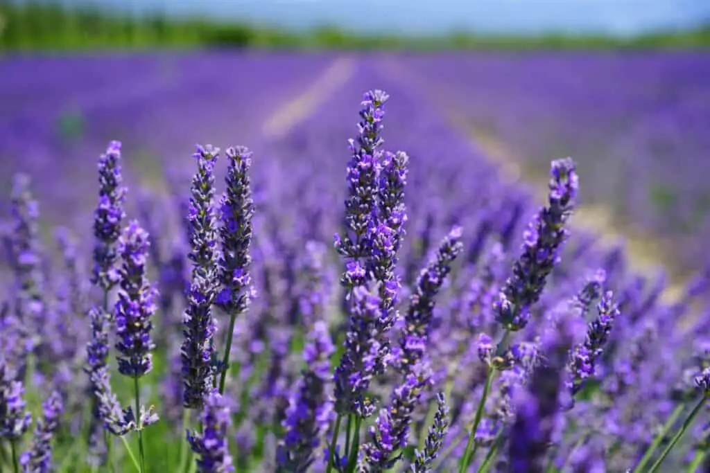 What color goes well with lavender